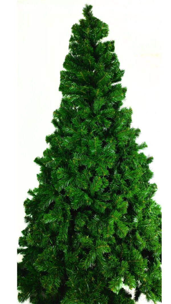 Pino Real Canadiense Gigante | Premium